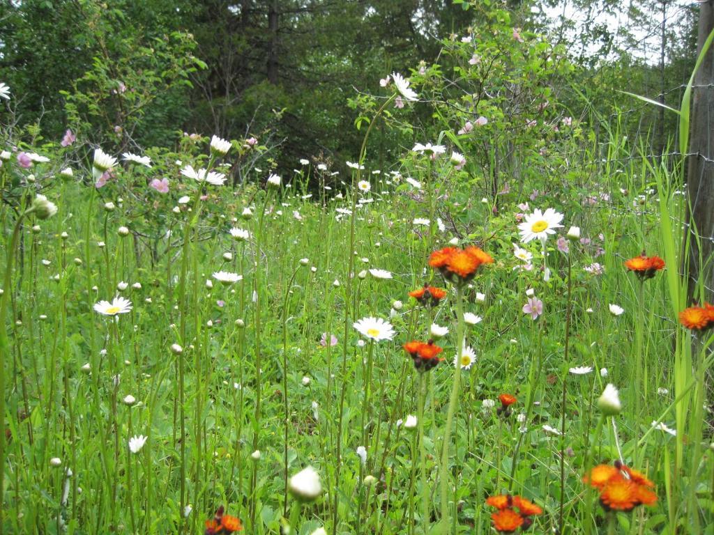 Wild Nature B&B Kelowna Dış mekan fotoğraf