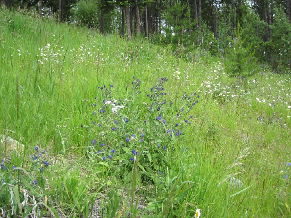 Wild Nature B&B Kelowna Dış mekan fotoğraf